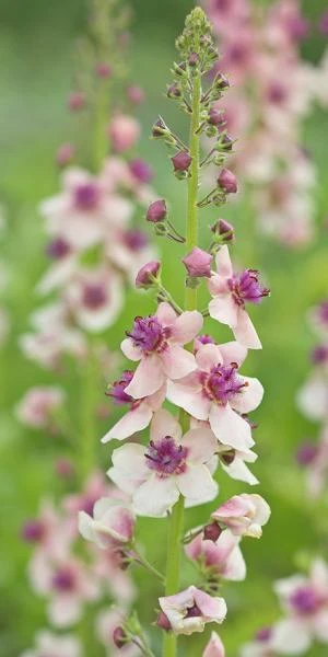 VERBASCUM 'Hardy's Blush' 1 VERBASCUM 'Hardy's Blush'