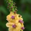 VERBASCUM 'Hardy's Gold'