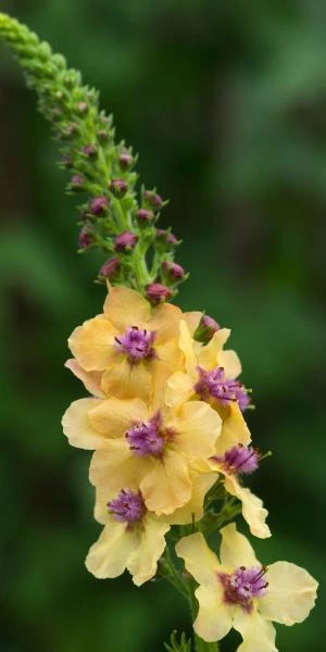 VERBASCUM 'Hardy's Gold' 1 VERBASCUM 'Hardy's Gold'