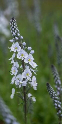 VERONICA Gentianoides X Intermedia