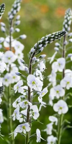 Hardy Garden Verkoop -Hardy Garden Verkoop veronica tissington white 4232046