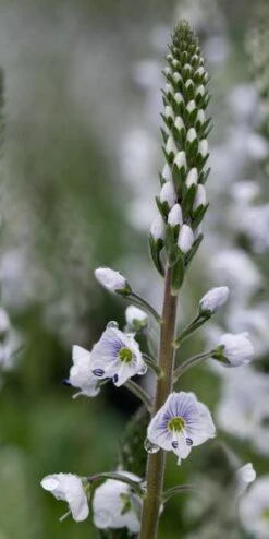 VERONICA Gentianoides 'Tissington White' -Hardy Garden Verkoop veronica tissington white 5150018