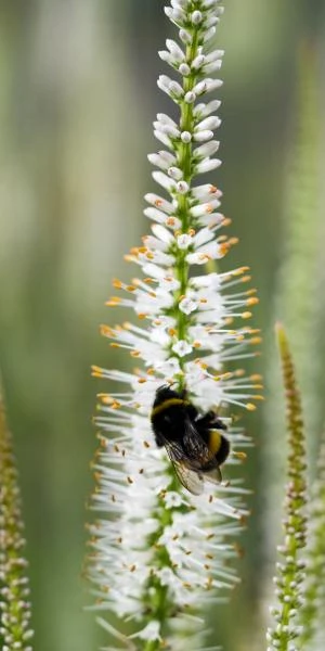 VERONICASTRUM Virginicum 'Album' 2 VERONICASTRUM Virginicum 'Album' - Image 2