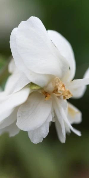 VIOLA 'Conte Di Brazza' (dPvt) 1 VIOLA 'Conte Di Brazza' (dPvt)