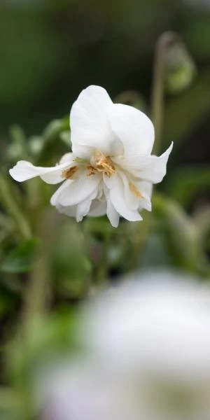 VIOLA 'Conte Di Brazza' (dPvt) 2 VIOLA 'Conte Di Brazza' (dPvt) - Image 2