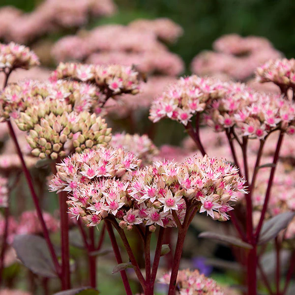 Hardy Garden Verkoop -Hardy Garden Verkoop Sedum Matrona buy plants online near me