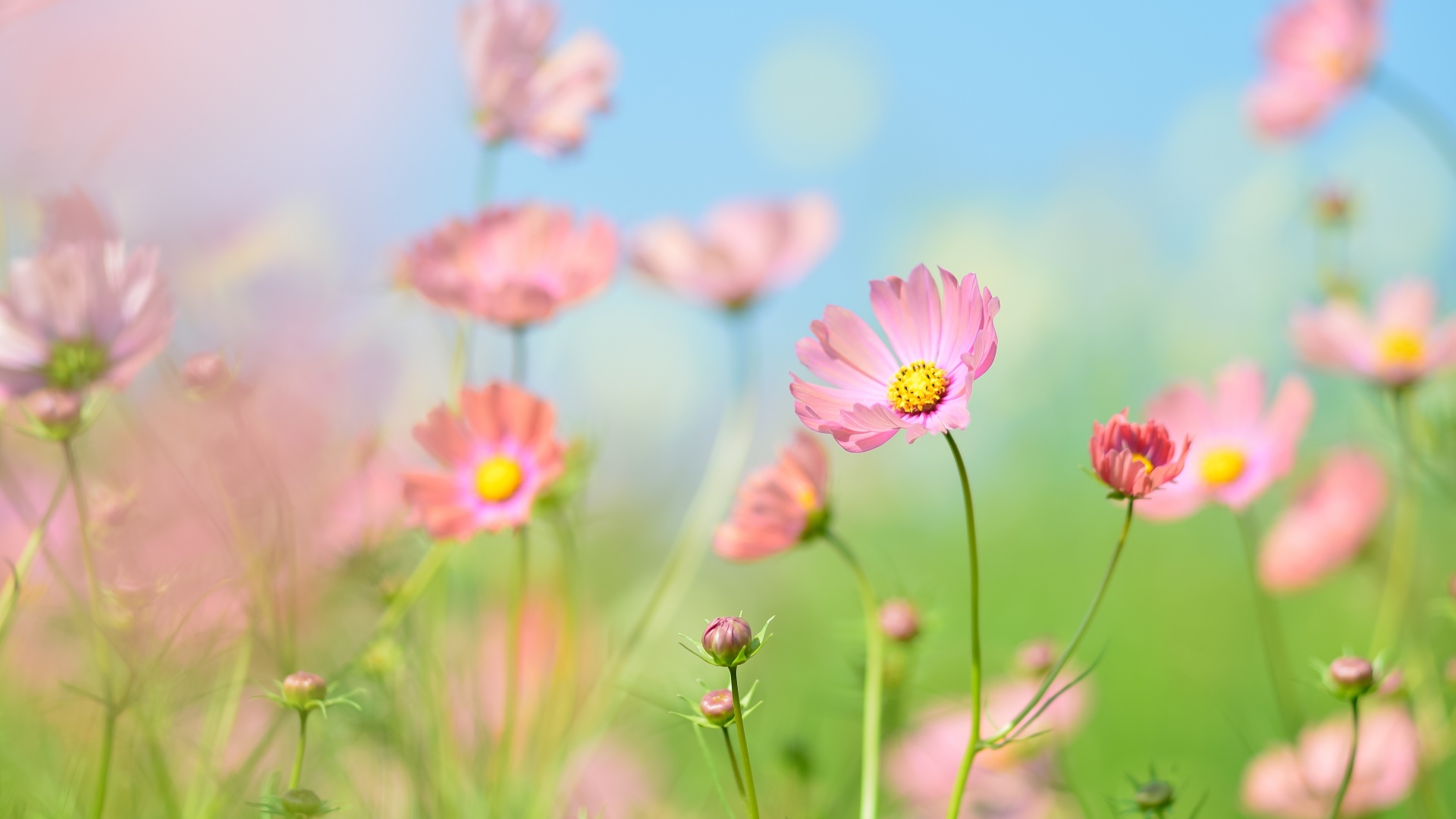 Hardy Garden Verkoop -Hardy Garden Verkoop flower garden cosmos flowers summer aesthetic daytime 5k 1920x1080 1234