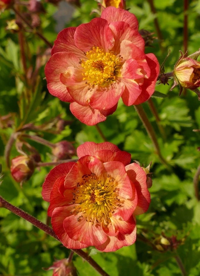 Hardy Garden Verkoop -Hardy Garden Verkoop geum mango lassi gyombergyoker.jpg